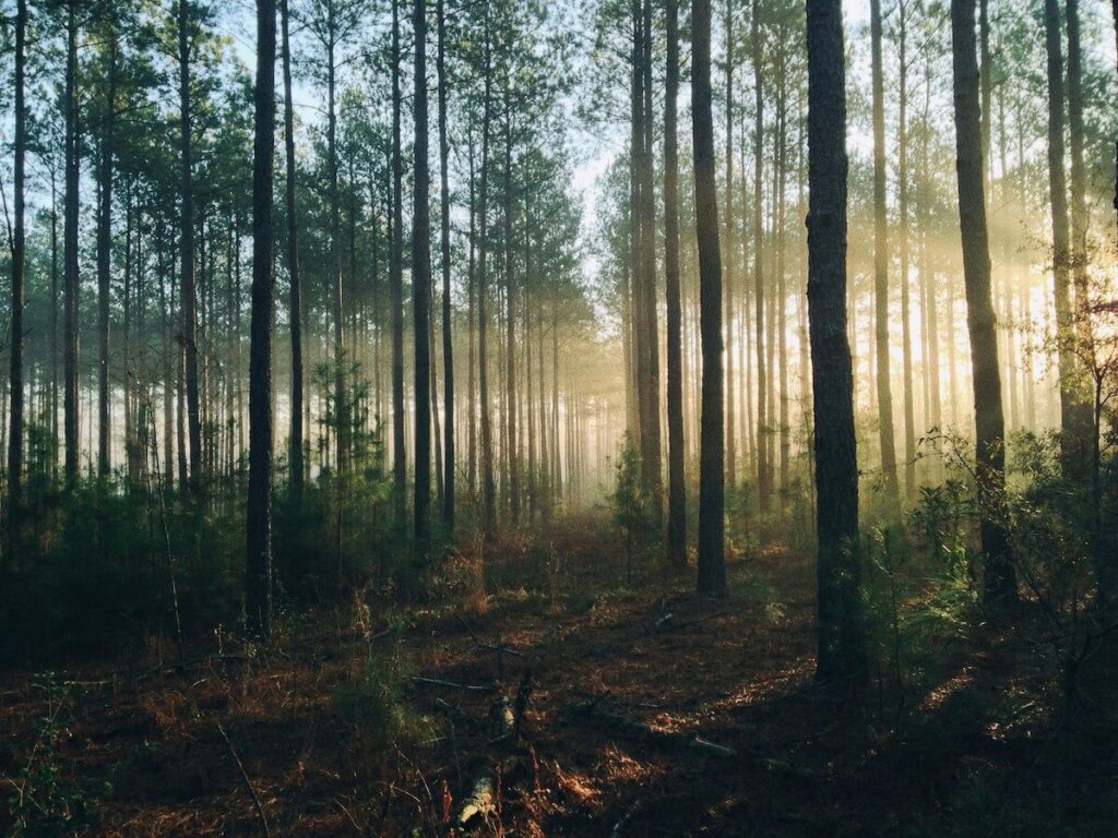Prime Carbon International - Climate Action and Conservation in Tanzania